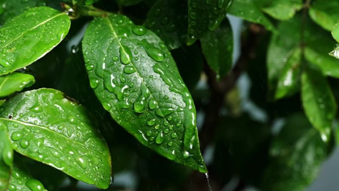 斜风细雨中腊梅树嫩叶上水珠水滴唯美视频