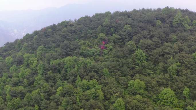 安溪茶仙茶园茶山航拍梯田绿色风景自然生态