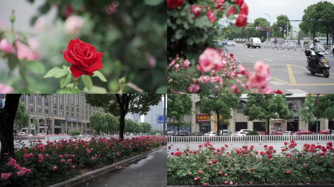 种满鲜花的城市绿化带