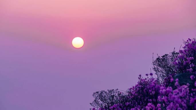 大连大黑山杜鹃花长焦日出，难得一见