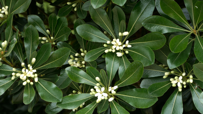 海桐花 绿植花卉 中药材