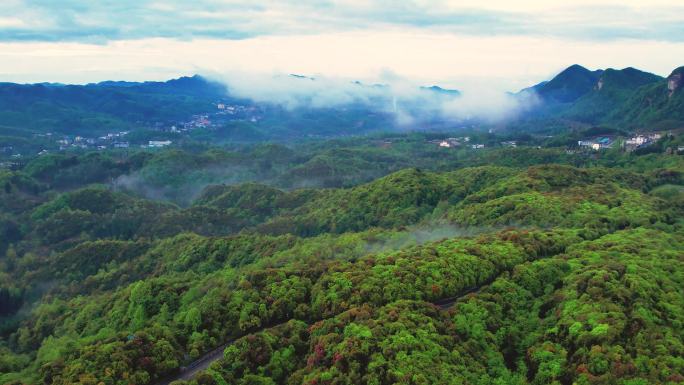 百里杜鹃普底景区云雾缭绕