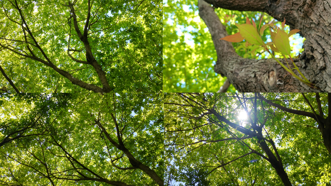 夏天阳光透过嫩绿色的树叶茂盛茂密的樟树叶