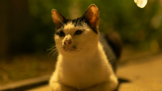 夜里的萌宠-平静解压围观流浪猫生活4K