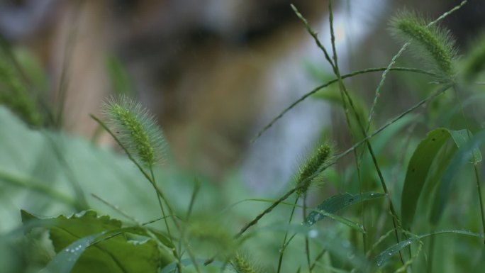 雨滴，小草，晴天蝴蝶，流水瀑布