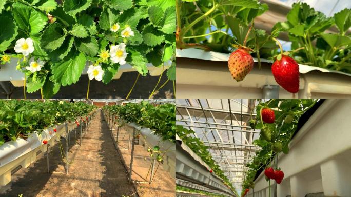 草莓种植基地 草莓种植 牛奶草莓 草莓