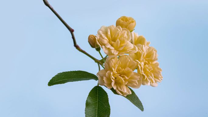 木香花4K延时