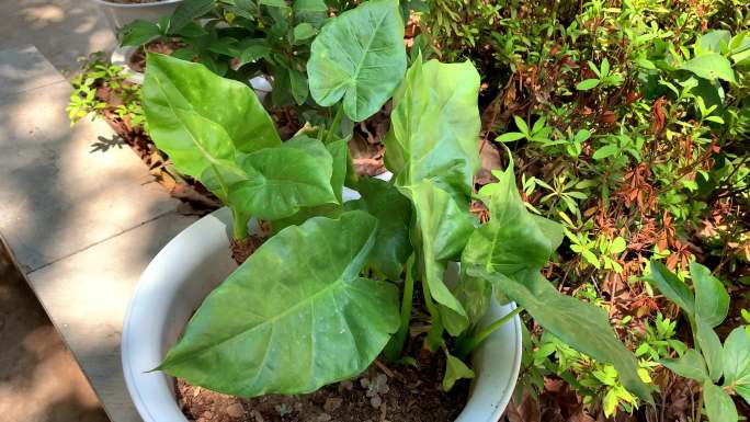 海芋 滴水观音 绿植 盆栽 观赏性植物