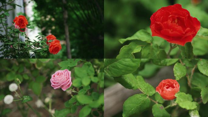 蔷薇玫瑰月季花春天鲜花花园