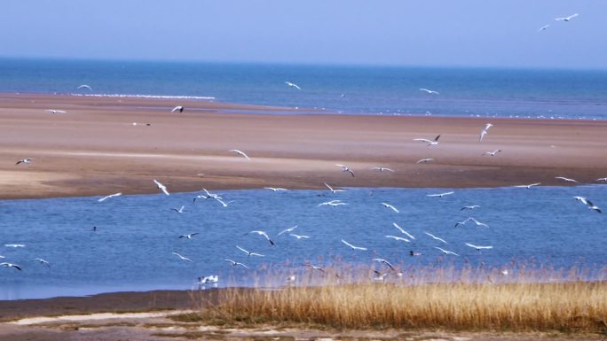 北戴河观鸟湿地海鸥群