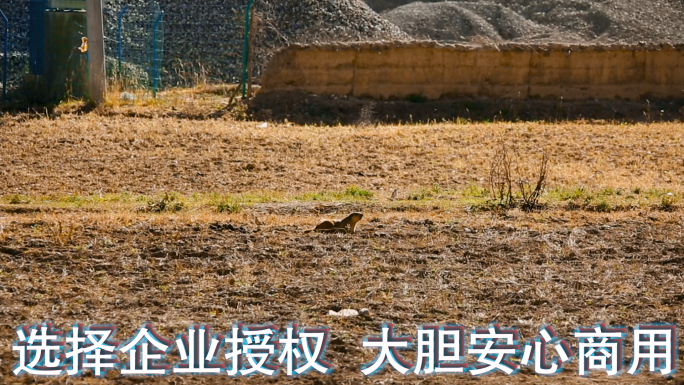豚鼠视频金秋季节金黄草地上肥硕的豚鼠