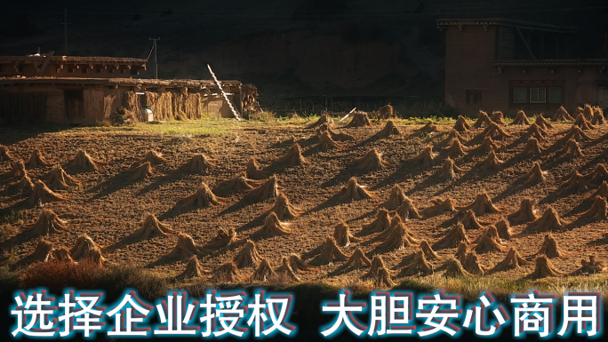高原牧场视频金秋季节收割的草垛藏区生活