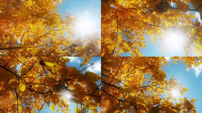 金黄树叶视频初冬季节蓝天下透过阳光的树叶