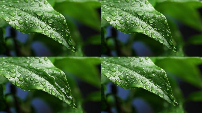 斜风细雨中腊梅树嫩叶上水珠水滴唯美视频