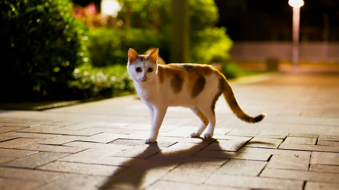 夜里的萌宠-平静又解压的吃饭流浪猫4K