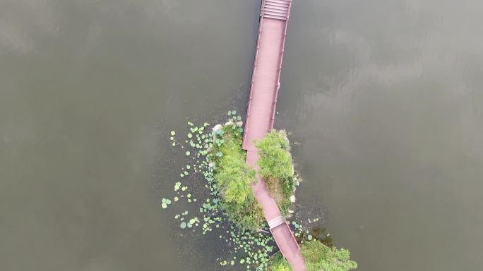 杭州湾海上花田