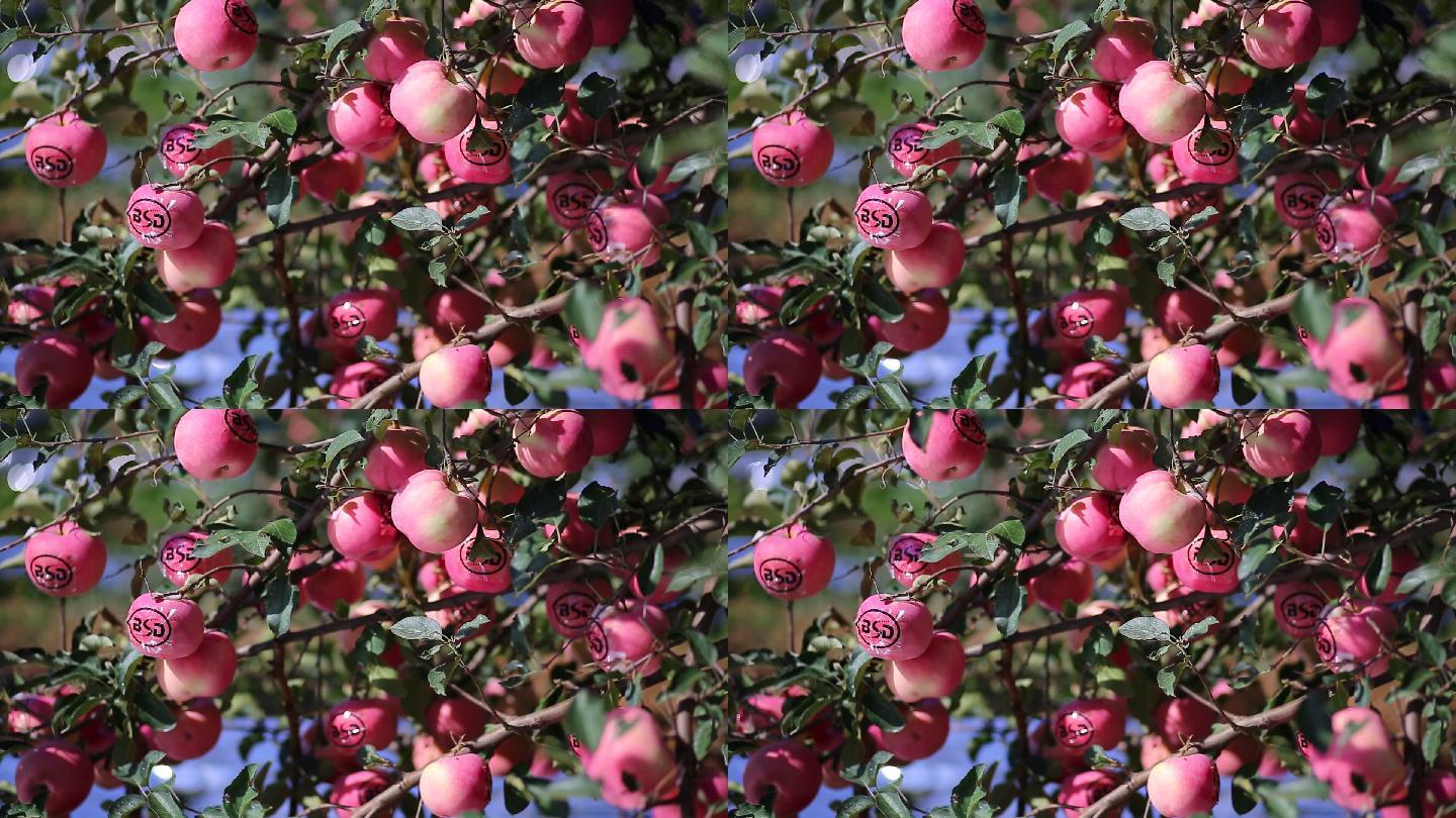 果园新鲜红富士苹果成熟素材