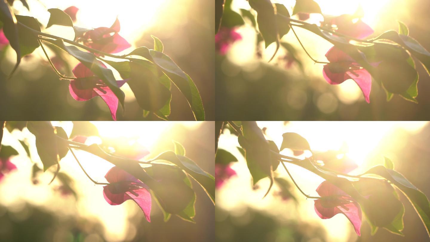 唯美阳光透过三角梅花朵植物意境空镜头