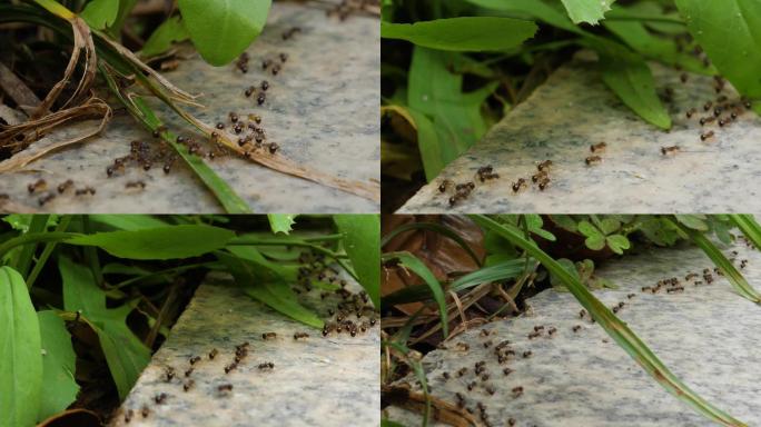 蚂蚁  集体 忙忙碌碌 昆虫  团队协作
