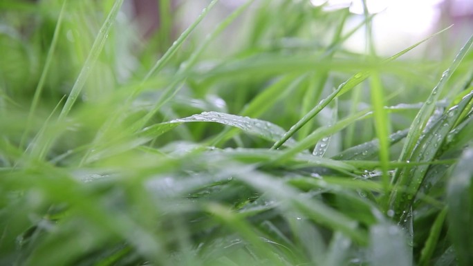 植物水珠小清新