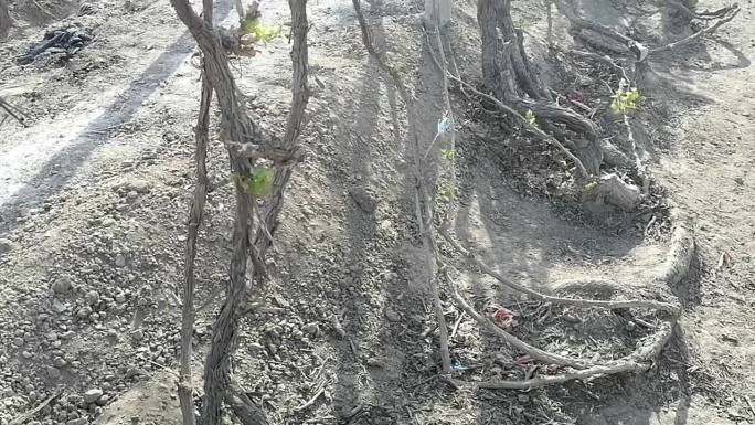 哈密：鲜食葡萄开墩上架，新绿初绽新春景