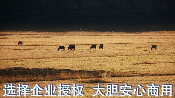 牧场视频金秋季节青藏高原草地吃草牦牛远景
