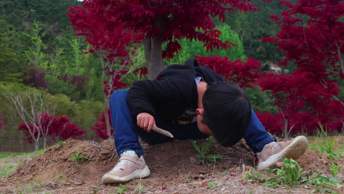 挖野菜 野地 小男孩 挖土