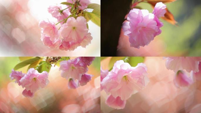 春天阳光照耀下的樱花