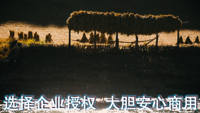 黄草地视频藏区农村牧场金秋季节晾晒草料