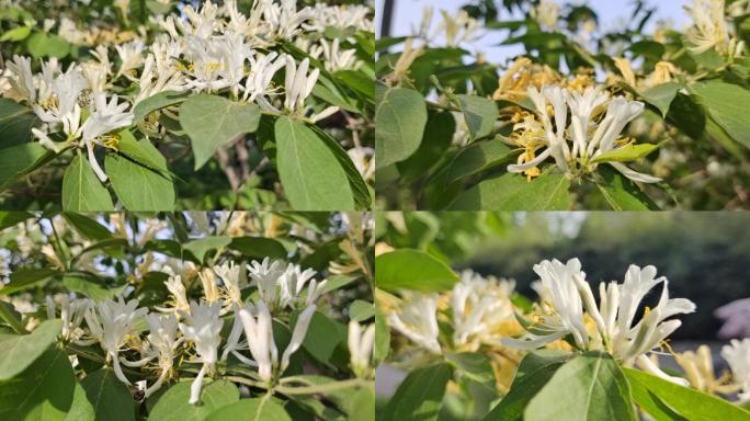 【原创】金银花实拍素材