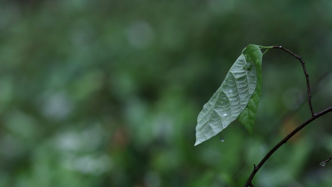 雨中树叶