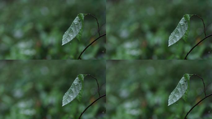 雨中树叶