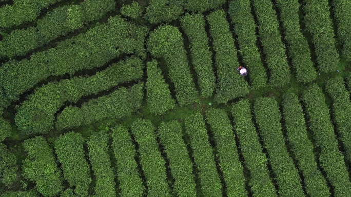 阴天的茶园 航拍茶园