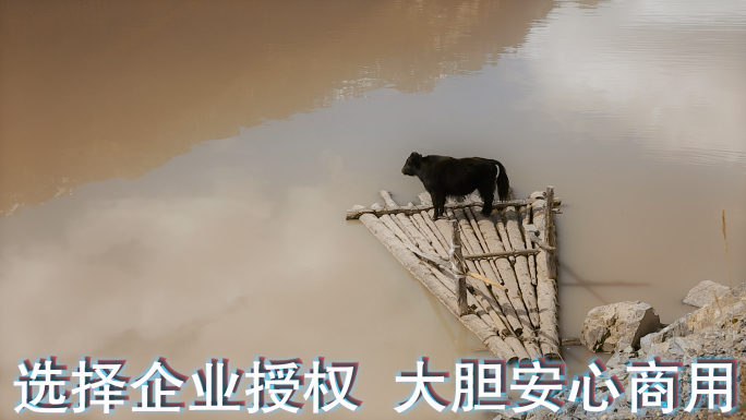 木筏牦牛视频高原湖泊站在木筏上的黑色牦牛
