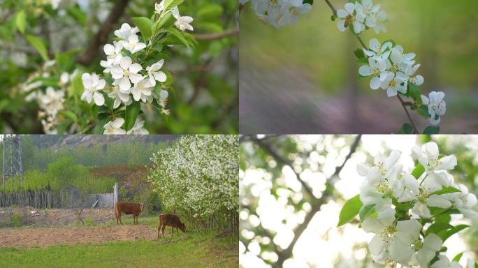 苹果花，烟台苹果