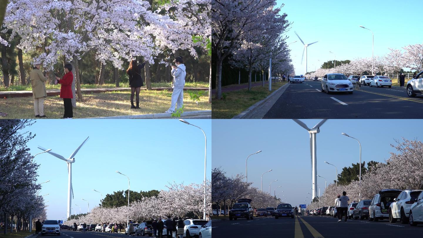 樱花大道和大风车
