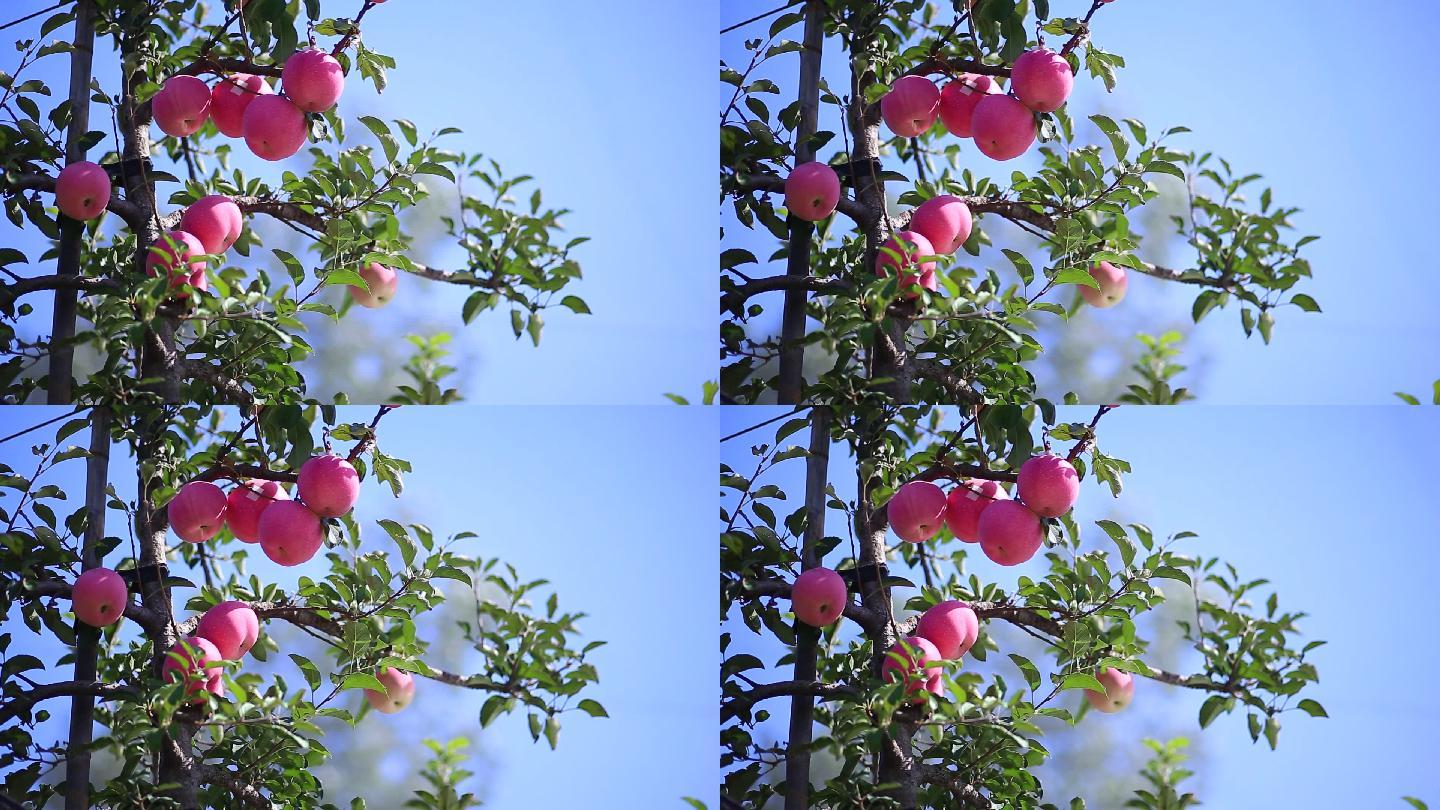 果园新鲜红富士苹果成熟素材