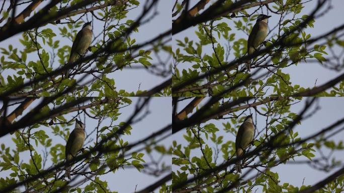树上的鸟儿 白头翁