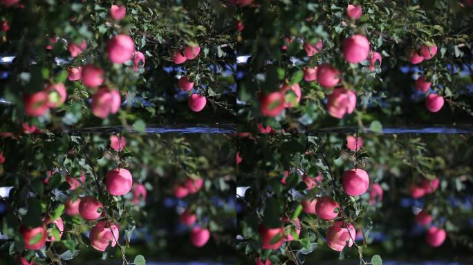 红富士苹果变红成熟特写