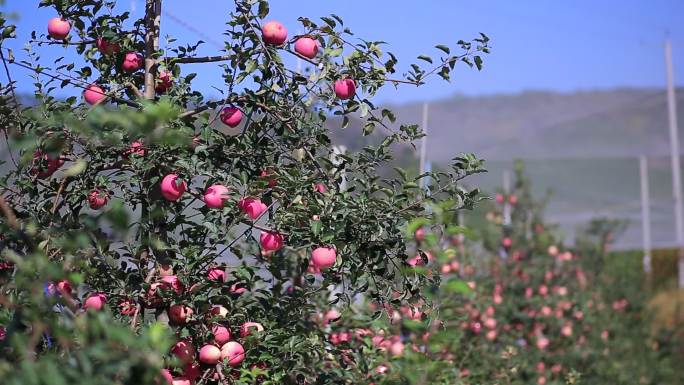 果园新鲜红富士苹果成熟