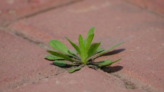 石缝里的野草