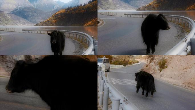 牦牛视频青藏高原湖畔公路上行走的黑色牦牛