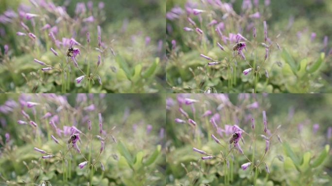 特写花丛蜜蜂采蜜