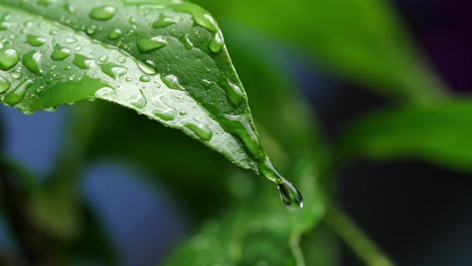 斜风细雨中腊梅树嫩叶上水珠水滴唯美视频