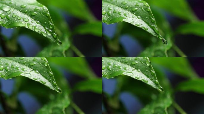 斜风细雨中腊梅树嫩叶上水珠水滴唯美视频