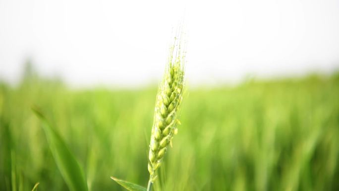 谷雨季节华北平原上广袤的麦田