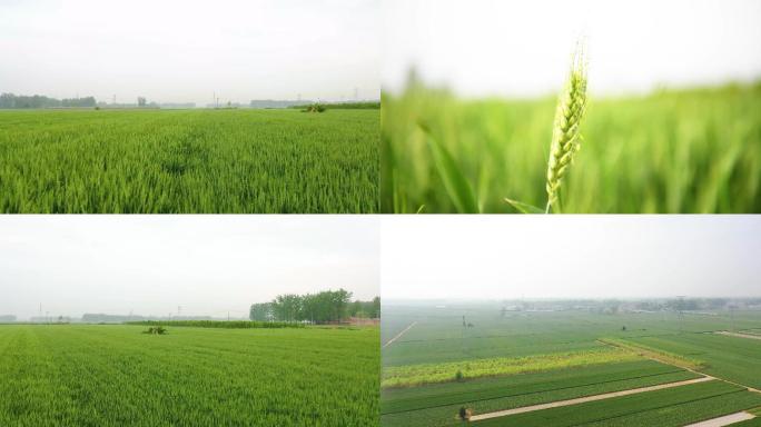 谷雨季节华北平原上广袤的麦田