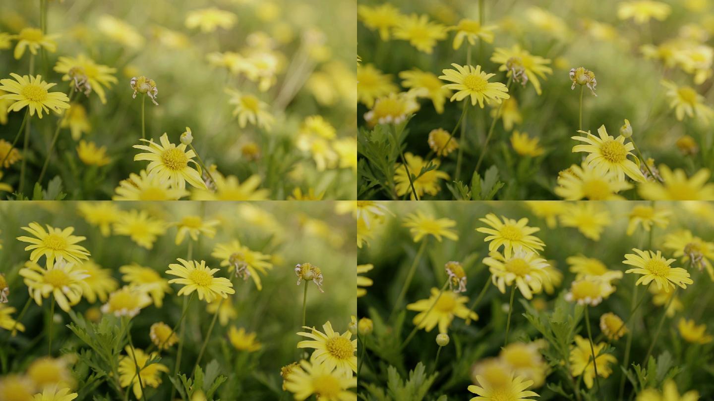 小菊花