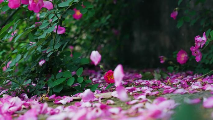 玫瑰花月季花花瓣飘落