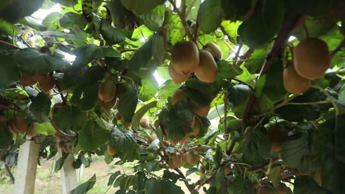 猕猴桃 猕猴采摘 农业 水果果业乡村振兴